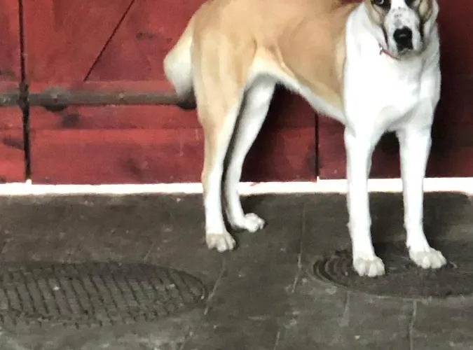 Eletfa Vendeghaz 게스트하우스 *